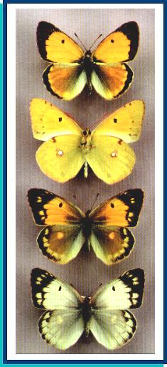 Colias myrmidone