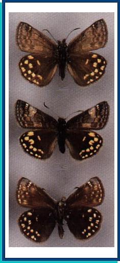  Erynnis montanus (Bremer, 1861) 