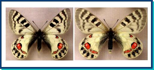 Parnassius charltonius