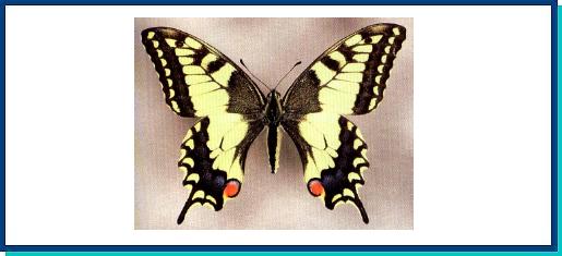 Papilio machaon