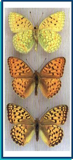  Argynnis adippe ([Denis et Schiffermuller], 1775)