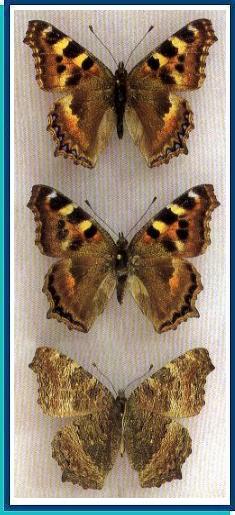  Aglais caschmirensis (Kollar, [1844]) 