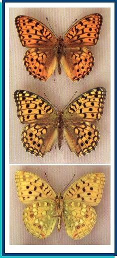  Argynnis coreana Butler, 1882 