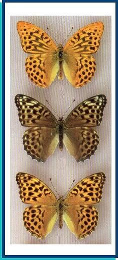  Argynnis paphia (Linnaeus, 1758) 