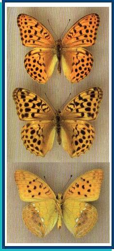  Argynnis ruslana Motschulsky, 1866