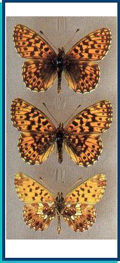  Clossiana dia (Linnaeus, 1767) 