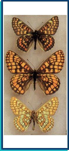  Euphydryas ichnea (Boisduval, [1833]) 