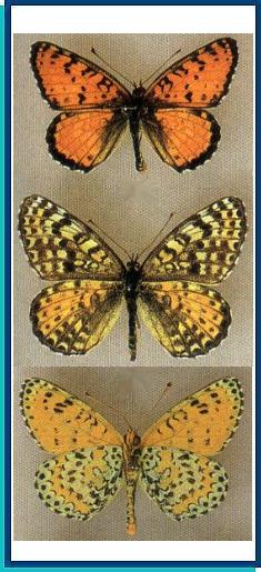  Melitaea didymoides Eversmann, 1847 