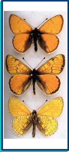  Melitaea infernalis Grum-Grshimailo, 1891 