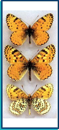  Melitaea mimetica Higgins, 1940 