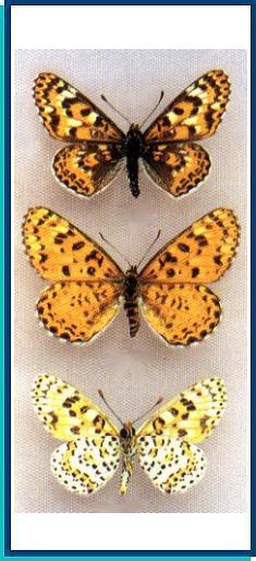  Melitaea romanovi Grum-Grshimailo, 1891 