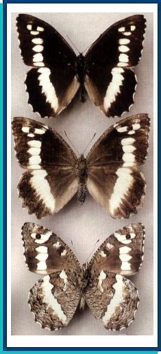     Brintesia circe   (Fabricius, 1775)   