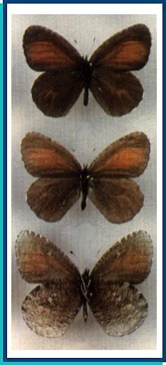   Erebia discoidalis   Kirby, 1837     