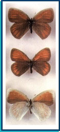    Erebia usgentensis   Heyne, [1894    