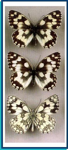    Melanargia galathea  (Linnaeus, 1758)    