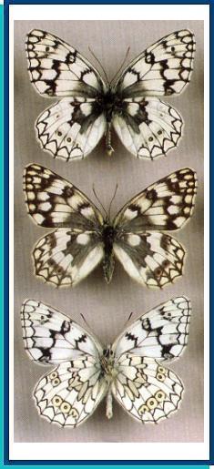   Melanargia russiae   (Esper, [1783])     